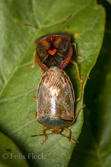 Ascra cordifera