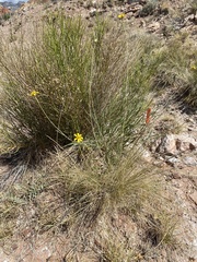 Helianthus devernii
