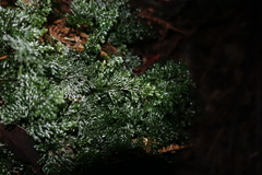 Hymenophyllum australe