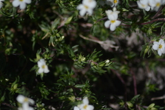 Leptosiphon nuttallii