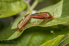 Ascra cordifera