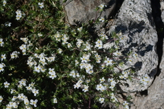 Leptosiphon nuttallii