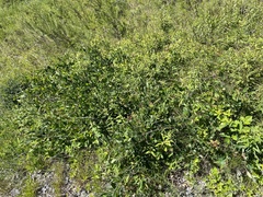 Amelanchier nantucketensis