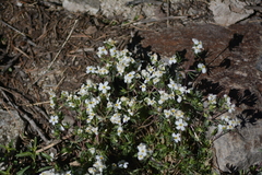 Leptosiphon nuttallii