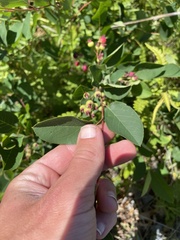 Amelanchier nantucketensis