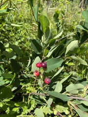 Amelanchier nantucketensis