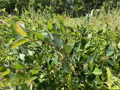 Amelanchier nantucketensis
