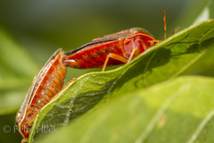 Ascra cordifera