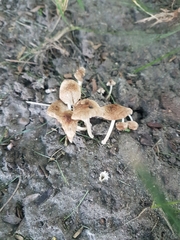 Lentinus tigrinus