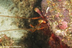 Dardanus crassimanus