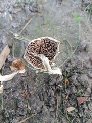Lentinus tigrinus
