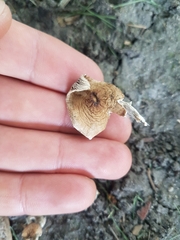 Lentinus tigrinus