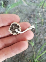 Lentinus tigrinus