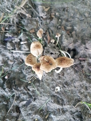 Lentinus tigrinus