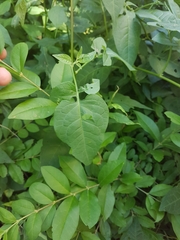 Solanum dulcamara