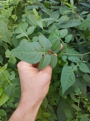 Solanum dulcamara