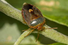 Ascra cordifera