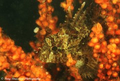 Centropogon australis