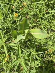 Asclepias sullivantii