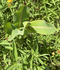 Asclepias sullivantii
