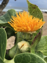 Dendroseris litoralis