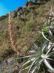Puya densiflora