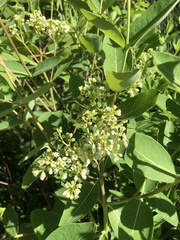 Apocynum cannabinum