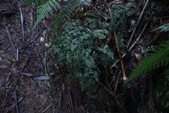 Hymenophyllum australe