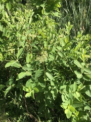 Apocynum cannabinum