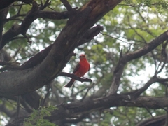 Pyrocephalus rubinus