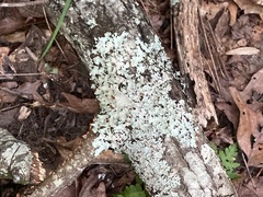 Parmotrema subisidiosum