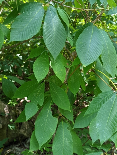 Image of Aesculus parviflora by no rights reserved