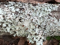 Parmotrema subisidiosum