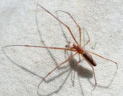 Tetragnatha versicolor