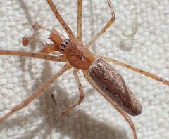 Tetragnatha versicolor