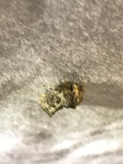 Acrolophus arcanella