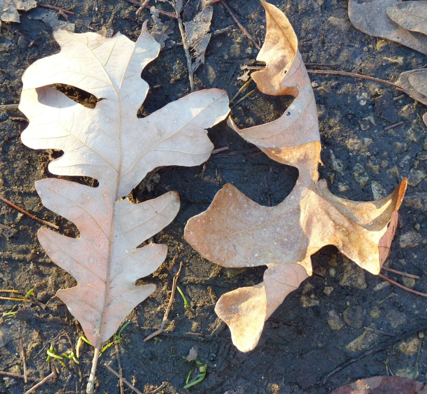 burr oak (Oaks of New England) · iNaturalist
