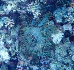 Acanthaster planci