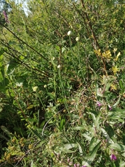 Allium lineare