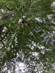 Gleditsia triacanthos