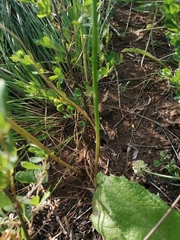 Allium lineare