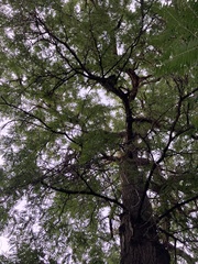 Gleditsia triacanthos