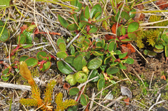 Gaultheria nubicola
