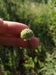 Allium lineare