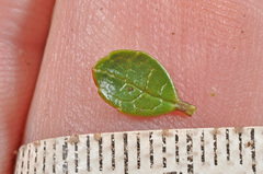 Gaultheria nubicola
