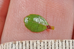Gaultheria nubicola
