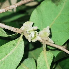 Diospyros acapulcensis