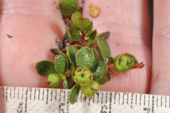 Gaultheria nubicola