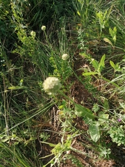 Allium lineare