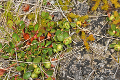 Gaultheria nubicola